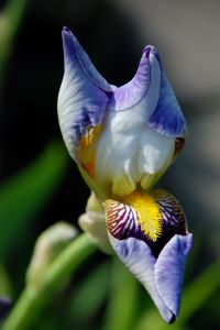 iris flower beginning to unfurl