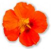 nasturtium2 (3K)