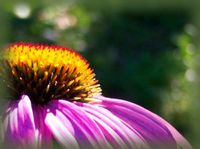 pconeflower