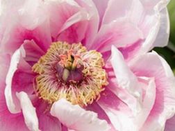 closeup of peony flower