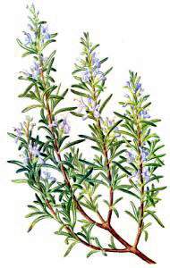 sprig of flowering rosemary