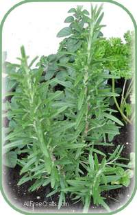 small rosemary in a pot