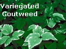 vari-goutweed (8K)