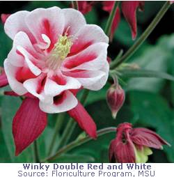 winky (13K)