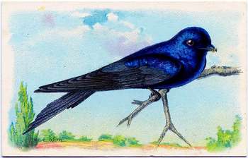 martincard (11K)