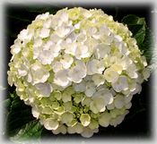 singlehydrangea